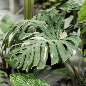 Come coltivare e curare Monstera 'Thai Constellation'