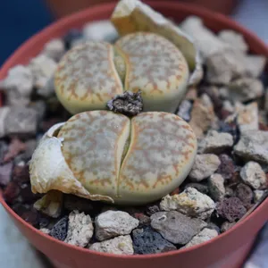 Truncate living stone - Lithops pseudotruncatella (Care, Characteristics,  Flower, Images)