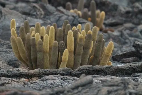 Lava cactus