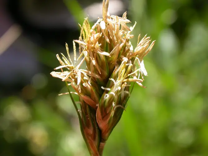 Carex de hood