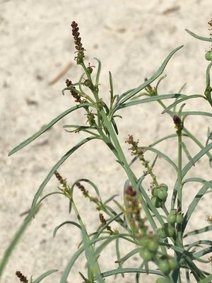 Queen's Root How to Grow and Care for Queen's-root