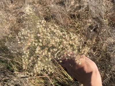 How to Grow and Care for Slender golden-top