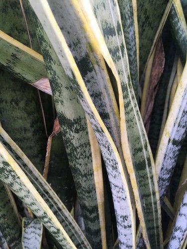 Is Snake plant Poisonous