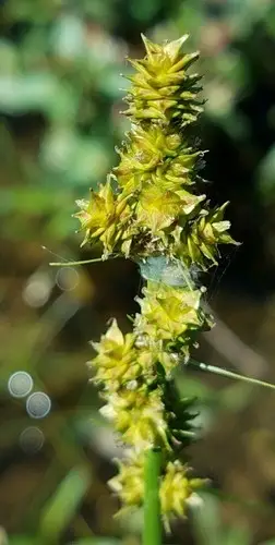 Carex annectens