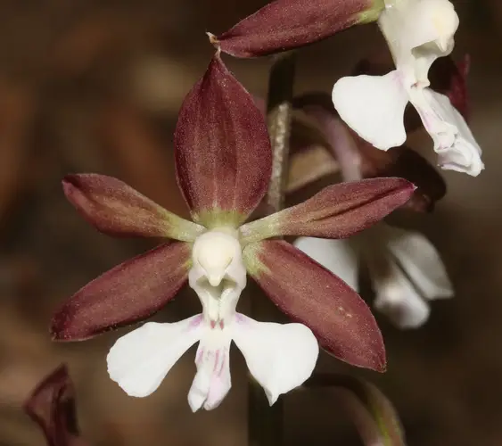 Calanthe orchid