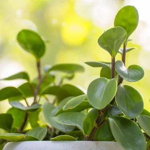 ufopflanze wie oft gießen Ufopflanze (Pilea peperomioides) kaufen main image 0