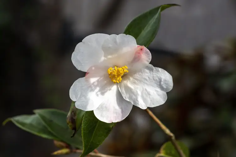 Camellias 'Cornish Snow'