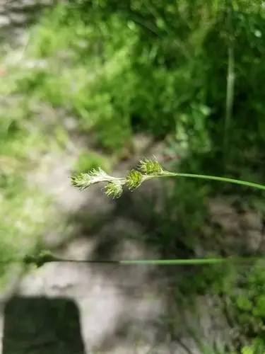 Carex à têtes courtes