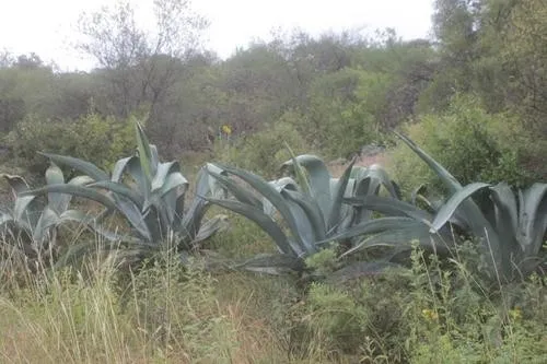 Giant agave (Agave mapisaga) - PictureThis