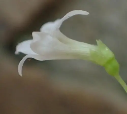 Wimmerella hederacea