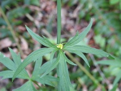 Woodland buttercup (Ranunculus uncinatus) - PictureThis