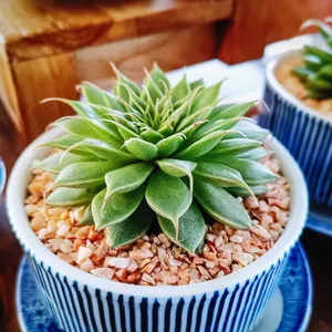 シルバースター (ケア, 特徴, 花, 画像)