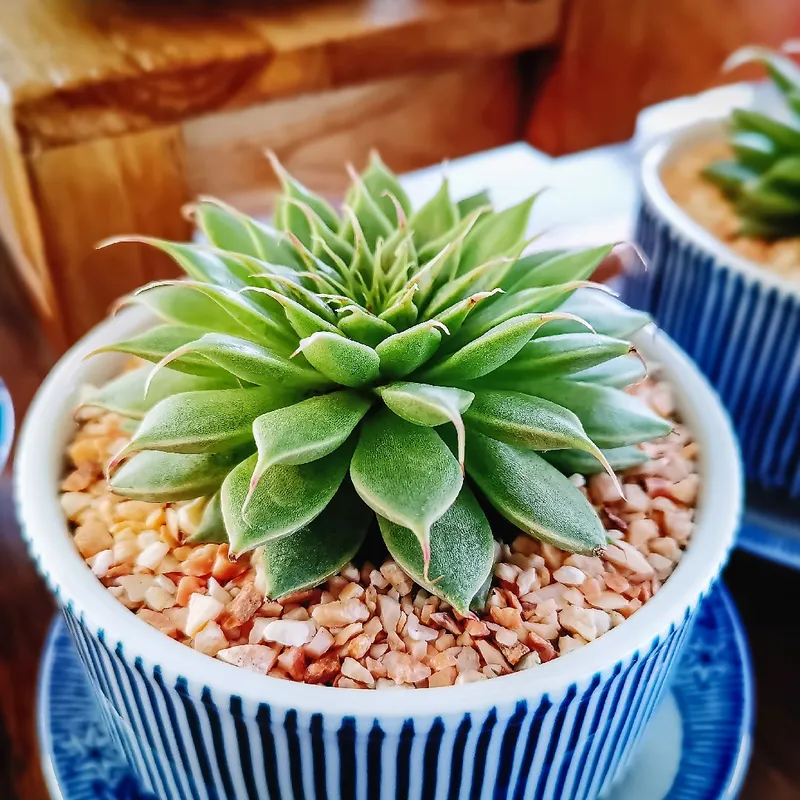 How to Create Stunning Silver star Succulent Arrangements