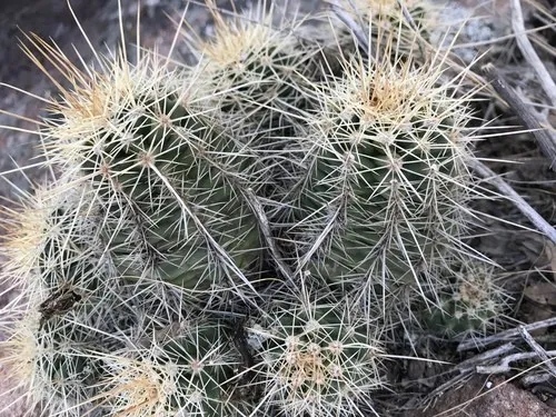 Scarlet hedgehog cactus (Echinocereus santaritensis) - PictureThis