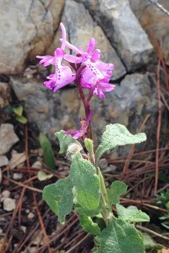 Anatolian orchid