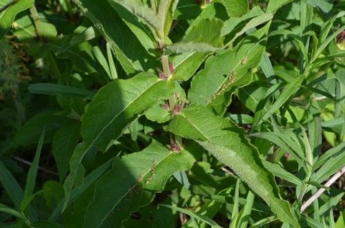 How Does Feverwort Enhance Your Landscape Design?