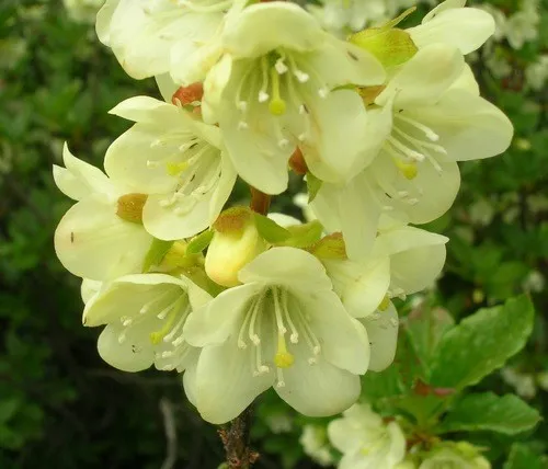 Cascade azalea (Rhododendron albiflorum) - PictureThis