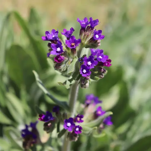 Buglosse officinale