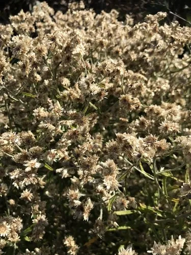 rabbit tobacco life everlasting plant Rabbit Tobacco rabbit tobacco life everlasting plant Rabbit Tobacco
