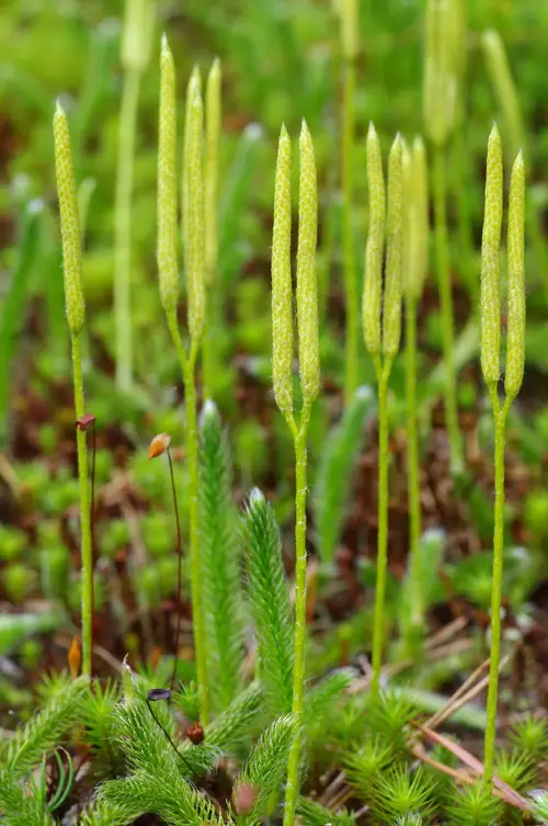 Stag's-horn clubmoss