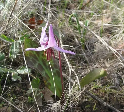 Henderson's fawn lily