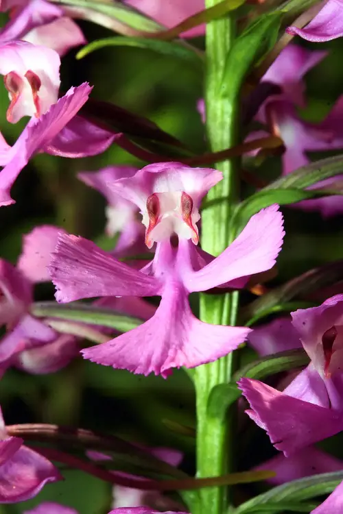Orquídea púrpura fringeless