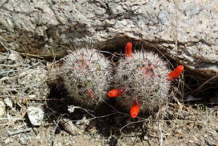 Cactus hameçon commun