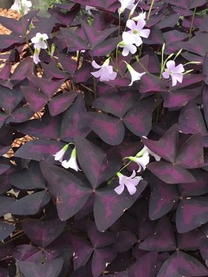 O. triangularis var,｜オキザリス トライアングラリス 斑入り Oxalis triangularis variegated｜オキザリス トライアングラリス