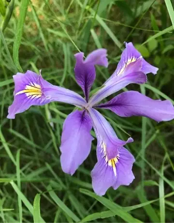 Iris bandera de Oregón