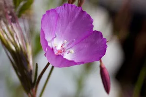 Clarkia rostrataを植え替えるには？（理想的な時期、方法、その後の世話）