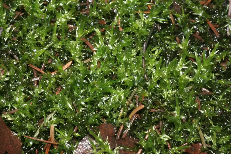 Calliergon moss