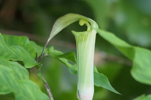 ムロウテンナンショウ (Arisaema yamatense) - PictureThis