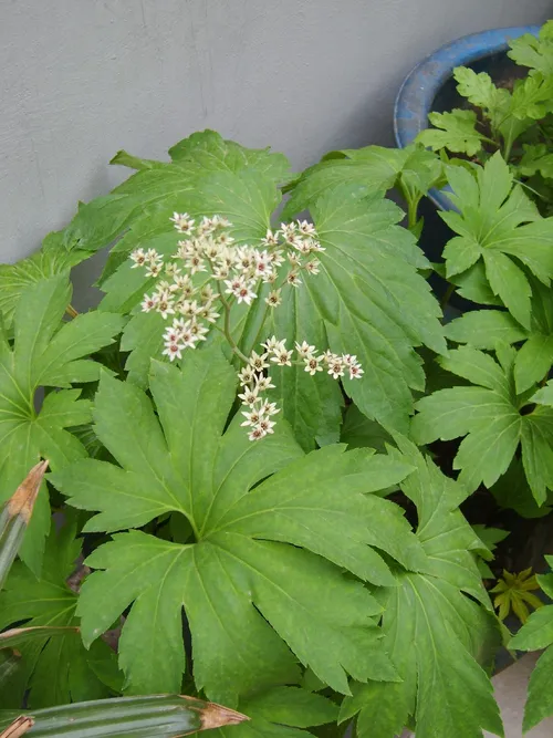 イワヤツデ属 (Mukdenia) - PictureThis