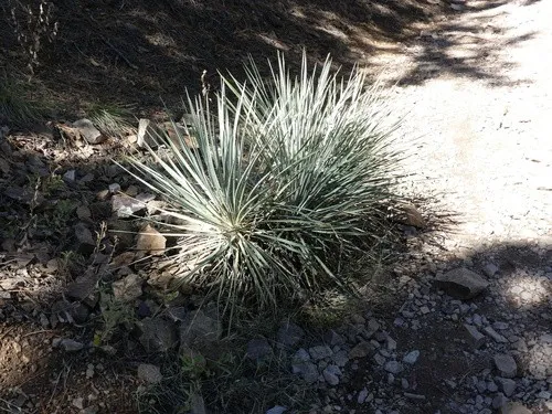 ユッカ・グラウカ (Yucca glauca) - PictureThis