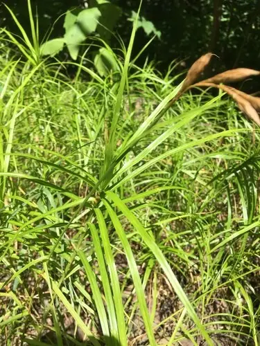 Carex de la rivière muskingum