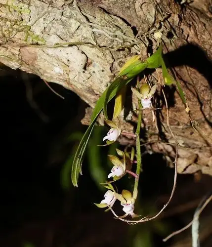 Gunn's tree orchid