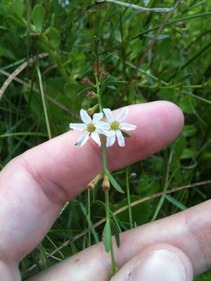 Wand lythrum (Lythrum lineare) - PictureThis
