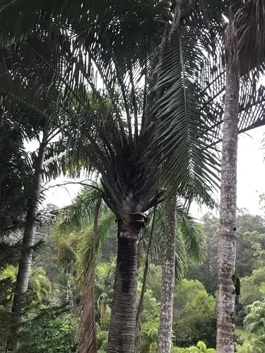 Triangle palm