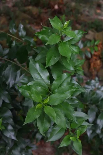 Glnzender Liguster - Ligustrum lucidum (Pflege, Merkmale, Blume, Bilder,  Giftig)
