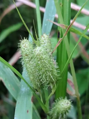 Carex frankii
