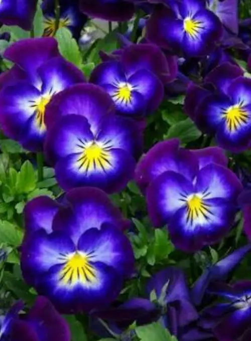 Horned violet 'Halo Violet'