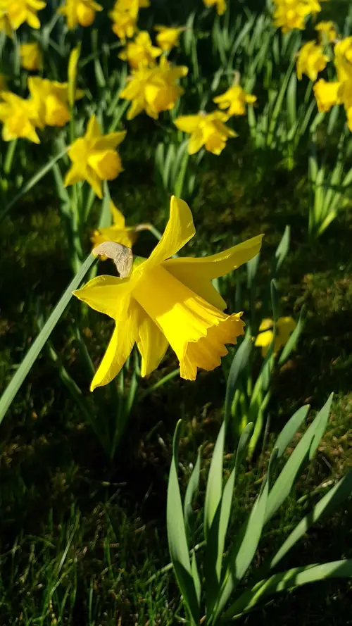 Cyclamen-flowered daffodil 'February Gold'