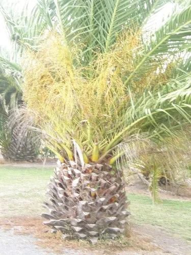 フェニックス (ケア, 特徴, 侵入性, 画像)