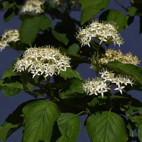 son árboles de cornejo de rápido crecimiento