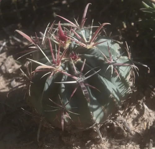 Ferocactus latispinus - PictureThis