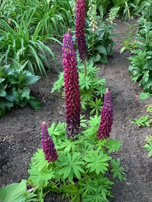 Lupinus polyphyllus 'Masterpiece' - PictureThis