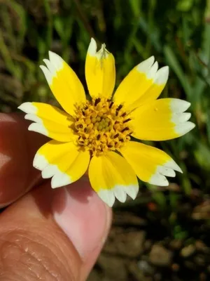 🍀 Layia chrysanthemoides的栽培照護方法