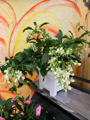 Losbaum 'Prospero' (Clerodendrum wallichii 'Prospero') - PictureThis