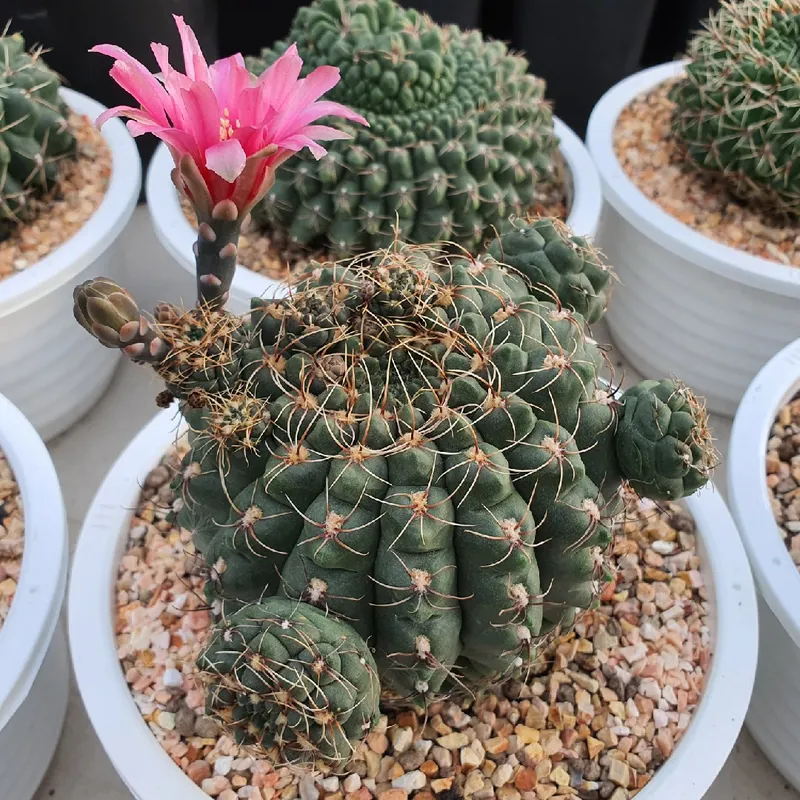 多肉植物　花サボテン　マルチカラー緋花玉　実生　ポットのごと （良い香り) ヒカダマ（緋花玉）の育て方とケア方法 - サボテンガーデニング