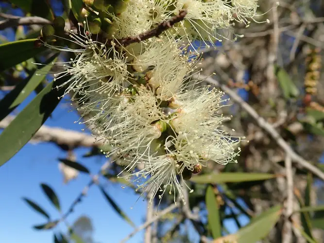 How to Plant and Grow Punk tree(Melaleuca quinquenervia)